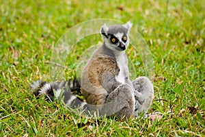 Maki, lemur of Madagascar photo