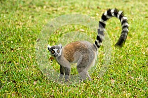 Maki, lemur of Madagascar photo