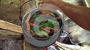 Making Ayawaska in the Ecuadorian Rainforest. Ayavasca ingredients are boiled.
