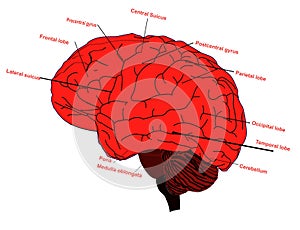 Making Brain human parts illustration work