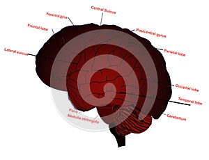 Making Brain human parts illustration work