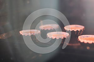 Making cupcakes, baking process. Photo from kitchen.