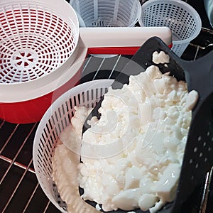 Making halumi cheese and ricotta with your own hands. Step-by-step photos of the process. Spreading the cheese grain