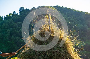 Making hay stack. Rural Scene , Transilvania Romania.