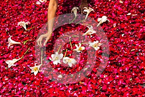 Making a Holy Week processional carpet of rose petals photo