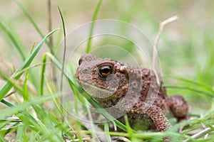 Making its way in a big world