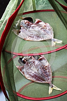 Making japanese dried fish, sakana no himono