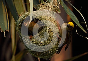 Weaver bird making nest for chicks in tree photo