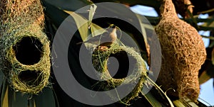 Weaver bird making nest for chicks in tree photo