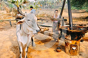 Making olive oil in Bagan.