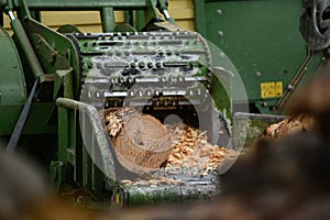 Making pine logs into woodchip