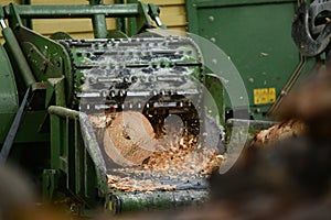 Making pine logs into woodchip