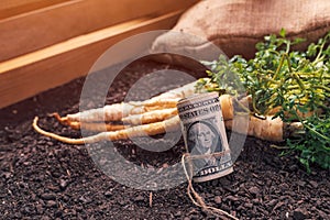 Making profit from organic parsley farming