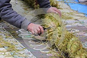 Making Shimenawa in Japanese shrine