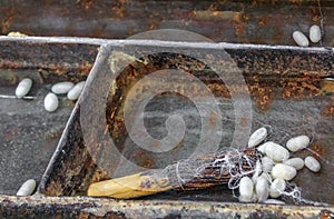 Making silk thread by hand from silk warm cocoons in a pan with