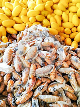 Making silk threads from yellow cocoons With the hands