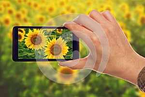 Making snapshots of sunflowers with mobile smart phone