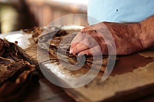 Making of tobacco cigars
