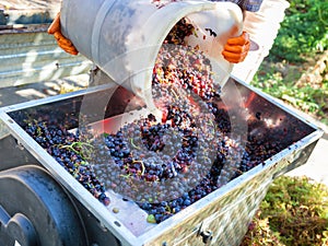 Making wine