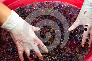 Making wine. Woman hands wrinkle bunches of grapes in a basin. Juicy berry pulp, selective focus