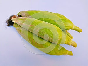 Makka bhutta sweet corn on the cob yellow maize cobs covered with husk whole ear-corn sweetcorns zea mays maiz milho mais photo photo