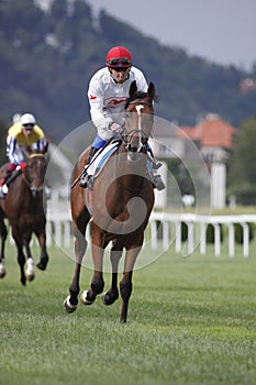 Makler in in 65. Tattersalls St. Leger