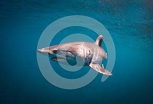 Mako Shark photo