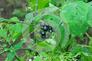 makoi or black nightshade or solanium nigrum
