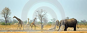 Vista view of a vibrant waterhole in Hwange National Park photo