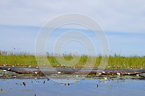 Makoro - Okavango Delta - Botswana