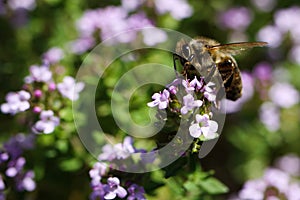 Makro close up of blooming thyme bush thymus vulgaris with isolated bee pollinating photo
