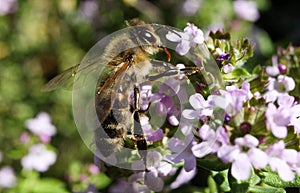 Makro close up of blooming thyme bush thymus vulgaris with isolated bee pollinating photo