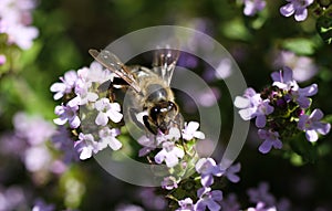 Makro close up of blooming thyme bush thymus vulgaris with isolated bee pollinating photo