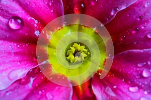 Makro close up of isolated wet pink and white flower blossoms with rain drops - primrose, primula acaulis selective focus