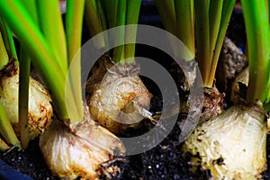 Makro close up of plant bulbs with green leaves  - hyacinthus orientalis focus on bulb in center photo