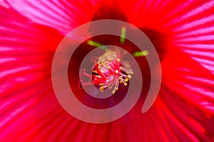 Makro close up with view into hibiscus flower blossom along filaments on bright red shining petals with green glowing stern