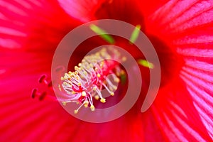 Makro close up with view into hibiscus flower blossom along filaments on bright red shining petals with green glowing stern