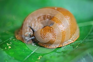 Makro closeup of one slimy wet snail arion rufus on green leaf with respiratory pore