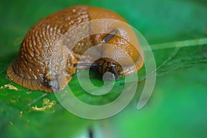 Makro closeup of one slimy wet snail arion rufus on green leaf with respiratory pore