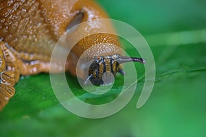 Makro closeup of one slimy wet snail arion rufus on green leaf with respiratory pore