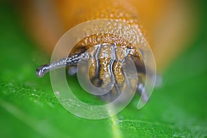 Makro closeup of one slimy wet snail head with tentacle eyes arion rufus on green leaf focus on center