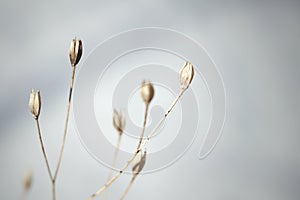 Makro of a fine dry grass flower photo