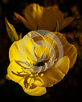 Macro photography of general evening primrose onagraceae photo