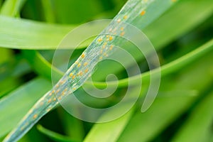 Makro green wheat leaf with rust disease infestation photo