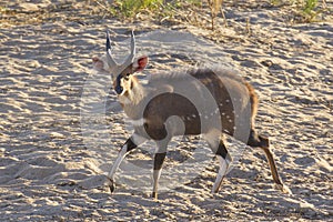 Mal Bushbuck (Tragelaphus Scriptus), South Africa photo