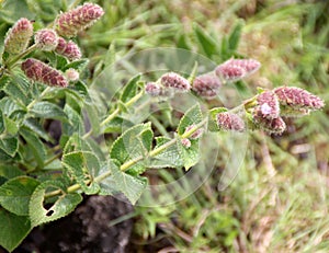 Mal Karvy, Strobilanthes sessilis var. ritchei