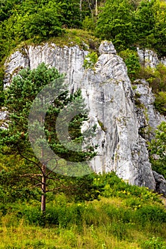 Mala Plyta limestone rock in Kobylanska Valley within Jura Krakowsko-Czestochowska upland near Cracow in Poland