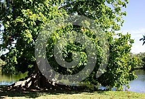 Malabar chestnut tree in Florida