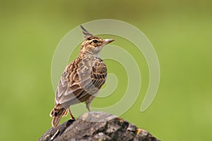 Malabar crested lark