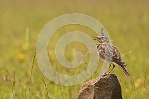 MALABAR CRESTED LARK